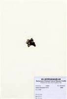 藏品(鷓鴣菜)的圖片